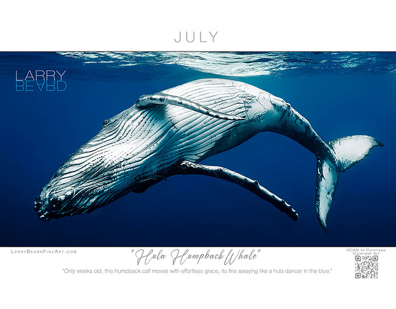 "Hula Humpback Whale" July