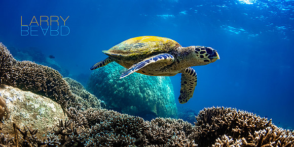 Guardian Of The Reef